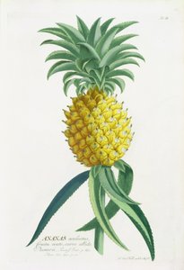 जोहान जैकब हैद (1704-67) द्वारा उत्कीर्ण पाइनएप्पल द्वारा जर्मन स्कूल