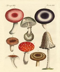 ज़हरीला जर्मन मशरूम द्वारा जर्मन स्कूल