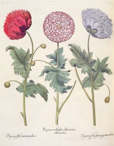 खसखस, लाल 1.Papaver कई albumoris; 2.Papaver खिलने Miniato प्रेरण; 3.Papaver plensargentei फूल रंग, तुलसी Besler द्वारा Eystettensis (1561-1629) से, पब। 1613