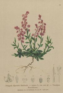 Prealpine Milkwort (पोलीगला अल्प्रिस्टिस, पोलीगला अमारा var। Aut। Pl।, Polygala brachyptera) द्वारा जर्मन स्कूल