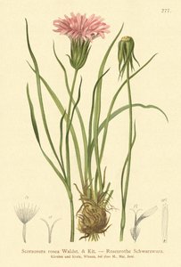 बैंगनी Vipers- घास (Scorzonera rosea, Scorzonera purpurea subsp। Rosea) द्वारा जर्मन स्कूल