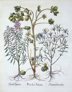 बर्सिल बेस्लर (1561-1629), हॉर्टस एइसेटेटेंसिस से पर्सलेन, समर सेवरी और विंटर सेवरी, पब। 1613 (हाथ से सजी नक्काशी) द्वारा जर्मन स्कूल