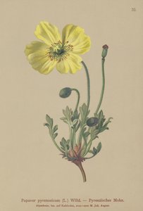 पाइरेनियन पोपी (Papaver pyrenaeicum, Papaver alpinum sub।) द्वारा जर्मन स्कूल