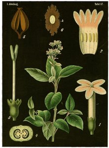 क्विनिन ट्री (सिनकोना कैलिसया) c.1890 (क्रोमोलिथोग्राफ) द्वारा जर्मन स्कूल