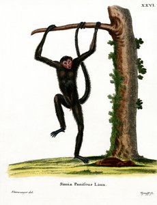 लाल चेहरे वाला मकड़ी बंदर (रंगीन उत्कीर्णन) द्वारा जर्मन स्कूल