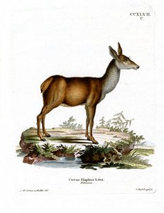 लाल हिरण (रंगीन उत्कीर्णन) द्वारा जर्मन स्कूल