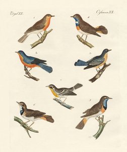 Redbreasts, bluethroats और Yellowthroats द्वारा जर्मन स्कूल