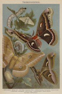 Silkmoths द्वारा जर्मन स्कूल