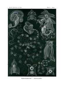 सिफोनोफोरा, 1899-1904 द्वारा जर्मन स्कूल