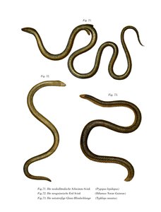 दक्षिणी पपड़ीदार पैर (रंग लिथो) द्वारा जर्मन स्कूल