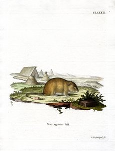 धारीदार फील्ड माउस (रंगीन उत्कीर्णन) द्वारा जर्मन स्कूल
