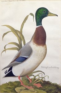एक मैलार्ड बतख का अध्ययन, c.1790 (कागज पर गौचे के साथ wc)
