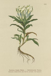 टौएर्न किरात (Gentiana ठंड) द्वारा जर्मन स्कूल