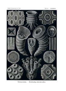 टेट्राकोराला, 1899-1904 द्वारा जर्मन स्कूल