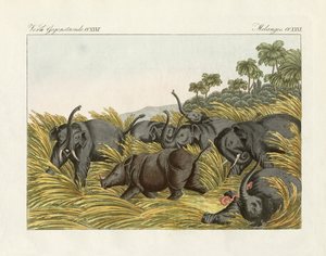 हाथियों के साथ गैंडे की लड़ाई (रंगीन उत्कीर्णन) द्वारा जर्मन स्कूल