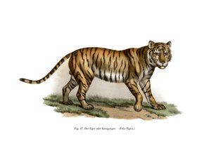 बाघ, 1860 द्वारा जर्मन स्कूल