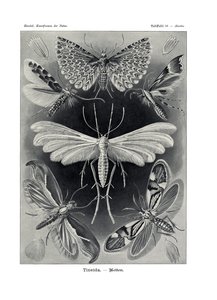 टिनेडा, 1899-1904 द्वारा जर्मन स्कूल