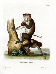 Toque Macaque (रंगीन उत्कीर्णन) द्वारा जर्मन स्कूल