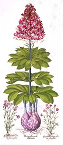 तुलसी कैप (1561-1629), टॉर कैप लिली और डिएंथस, हॉर्टस आइस्टेटेंसिस से, पब। 1613 (हाथ के रंग का उत्कीर्णन) द्वारा जर्मन स्कूल