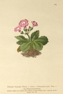Val-Daone Primrose (प्रिमुला ओनेन्सिस, प्रिमुला डोनेन्सिस) द्वारा जर्मन स्कूल