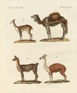 विभिन्न ऊंट द्वारा जर्मन स्कूल