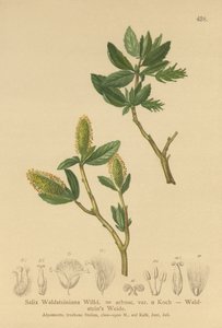 Waldsteins Willow (सैलिक्स Waldsteiniana, सैलिक्स अरबस। var।) द्वारा जर्मन स्कूल