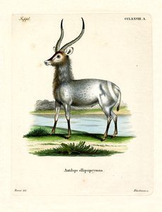 वाटरबक (रंगीन उत्कीर्णन) द्वारा जर्मन स्कूल