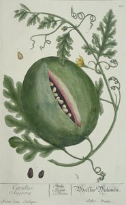 ए क्यूरियस हर्बल, जर्मन संस्करण से तरबूज, 1757 में प्रकाशित हुआ द्वारा जर्मन स्कूल