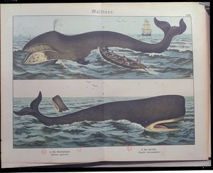 व्हेलिंग और स्पर्म व्हेल, प्राकृतिक इतिहास से स्तनधारियों (1861) द्वारा गॉथेलफ हेनरिक वॉन शुबर्ट (1780-1860), स्टटगार्ट, 1886 (रंग उत्कीर्णन) में प्रकाशित द्वारा जर्मन स्कूल