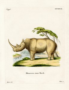 सफेद गैंडा (रंगीन उत्कीर्णन) द्वारा जर्मन स्कूल
