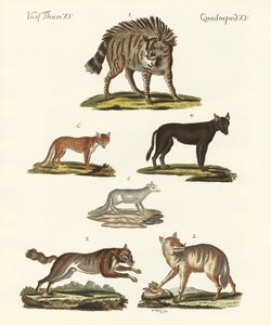 भेड़ियों और लोमड़ियों द्वारा जर्मन स्कूल