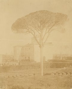 [पेड़ इन फॉर्मल गार्डन आउटसाइड पलाज्जो], 1860-70 के दशक।