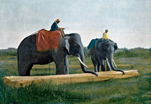हाथियों ने एक लॉग को स्थानांतरित किया, सीलोन, c1890 द्वारा Gillot