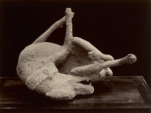 डॉग, पोम्पेई, c.1870 (ग्लास नेगेटिव से एल्बम सिल्वर प्रिंट)