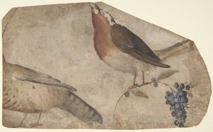 बर्ड ईटिंग ग्रेप्स रेक्टो, टाइग्रेस वर्सो, 1487-1564।
