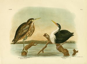 ऑस्ट्रेलियाई बिटर्न, 1891 द्वारा ग्रेसियस ब्रोइनोवस्की