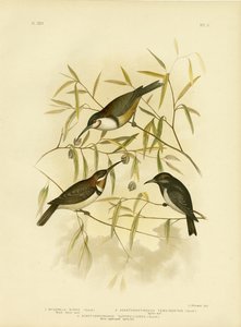ब्लैक हनीटर, 1891 द्वारा ग्रेसियस ब्रोइनोवस्की