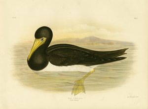 ब्राउन गनेट, 1891 द्वारा ग्रेसियस ब्रोइनोवस्की