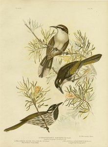 लॉन्ग-बिल्ड हनीटर, 1891 द्वारा ग्रेसियस ब्रोइनोवस्की