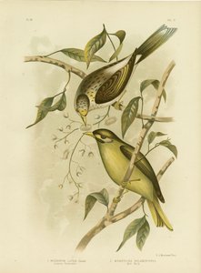 ल्यूटियस हनीटर या येलो-थ्रोटेड माइनर, 1891 द्वारा ग्रेसियस ब्रोइनोवस्की