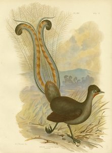 लियरबर्ड, 1891 द्वारा ग्रेसियस ब्रोइनोवस्की