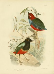 मैककॉट पिट, 1891 द्वारा ग्रेसियस ब्रोइनोवस्की