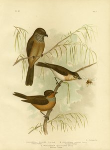 ओलिवेसियस थिकहेड या ओलिव व्हिस्लर, 1891 द्वारा ग्रेसियस ब्रोइनोवस्की
