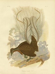 प्रिंस अल्बर्ट के लियरबर्ड, 1891 द्वारा ग्रेसियस ब्रोइनोवस्की