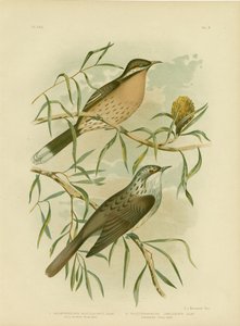 स्पिनी-चीकड हनीटर, 1891 द्वारा ग्रेसियस ब्रोइनोवस्की