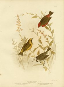 ट्राइकोलोरेड एफथियानुरा, 1891 द्वारा ग्रेसियस ब्रोइनोवस्की