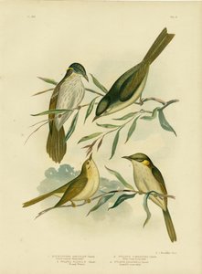 यूनिफॉर्म-कलर्ड हनीटर या व्हाइट-गैप्ड हनीटर, 1891