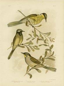 विविध हनीटर, 1891 द्वारा ग्रेसियस ब्रोइनोवस्की