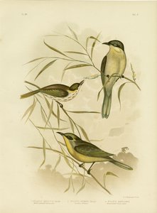 वटल-चीकड हनीटर या पर्पल-गेपड हनीटर, 1891 द्वारा ग्रेसियस ब्रोइनोवस्की