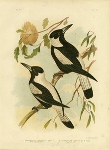 व्हाइट-बैकड क्रो-शेक, 1891 द्वारा ग्रेसियस ब्रोइनोवस्की